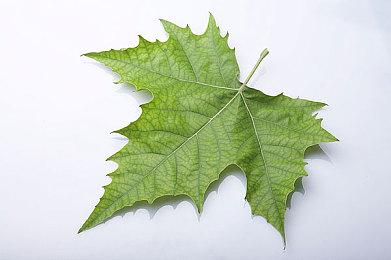 《符文工厂5》全球出货量和数字销量突破50万